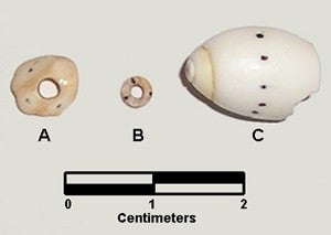 Olivella biplicata beads and a modern shell